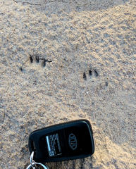 Spilogale gracilis