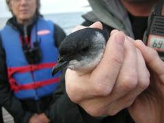Pelecanoides urinatrix