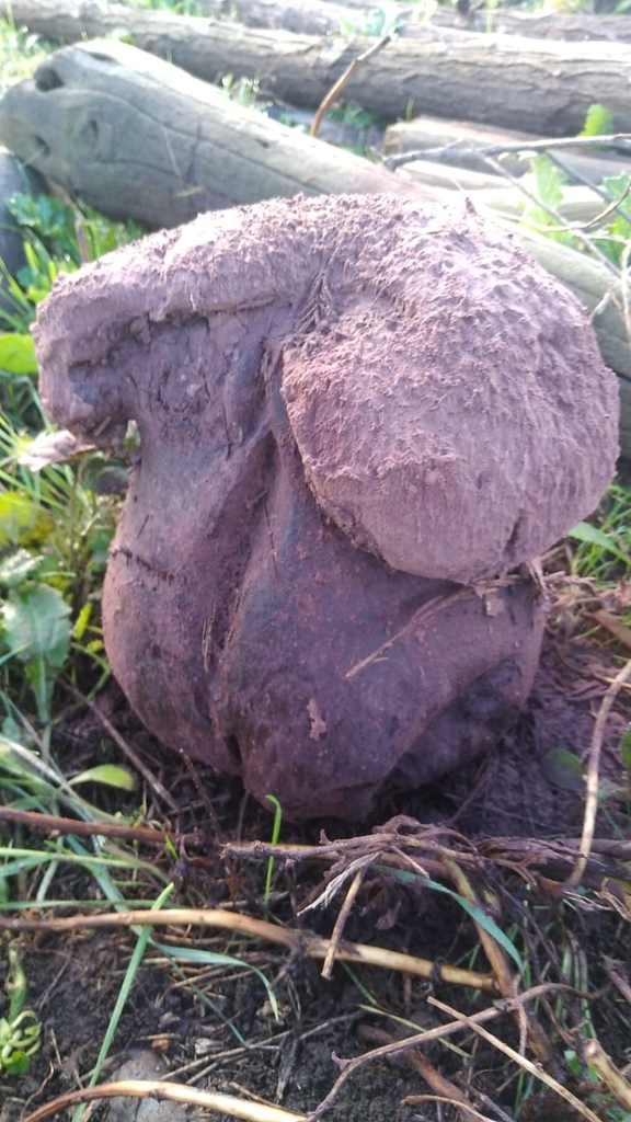 Calvatia cyathiformis · July 2021 · photo: © soldemarmaulina (iNaturalist, cc-by)