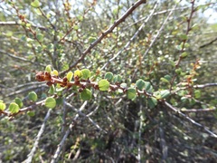 Ceanothus verrucosus