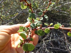 Ceanothus verrucosus