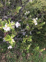 Veronica diosmifolia