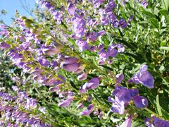 Penstemon venustus