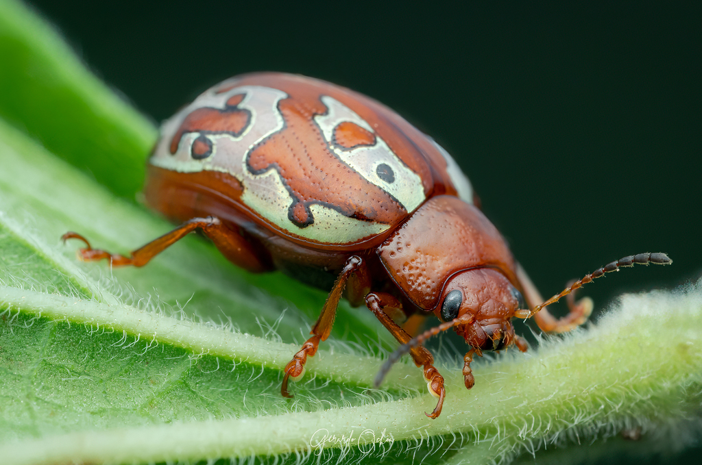 Calligrapha aladina