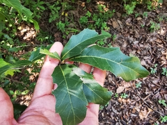 Quercus canbyi