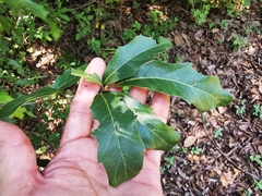 Quercus canbyi