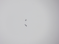 Rostrhamus sociabilis