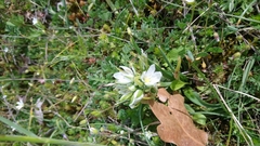 Ornithogalum umbellatum