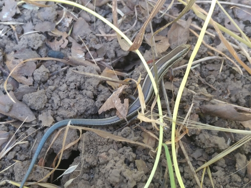 iNaturalist observation photo of Western Skink