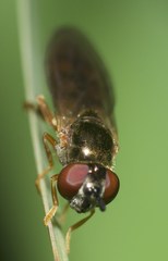 Platycheirus quadratus