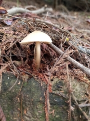 Mycena galericulata