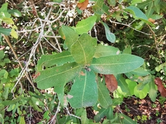 Quercus laceyi