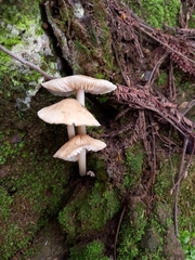 Mycena galericulata