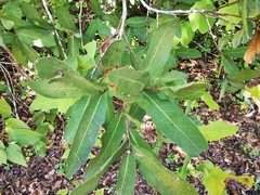 Quercus laceyi