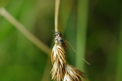 Phlegyas abbreviatus