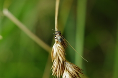 Phlegyas abbreviatus