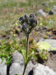Veronica bellidioides