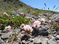 Trifolium pallescens
