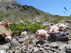 Trifolium pallescens
