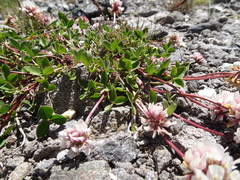 Trifolium pallescens