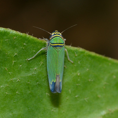 Tylozygus geometricus