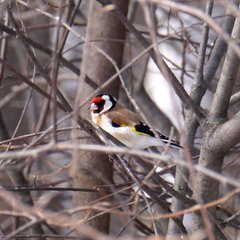 Carduelis carduelis