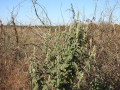 Buddleja stachyoides
