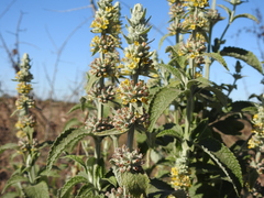 Buddleja stachyoides
