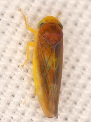 Colladonus setaceus