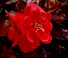 Begonia × tuberhybrida