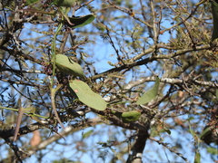 Araujia angustifolia