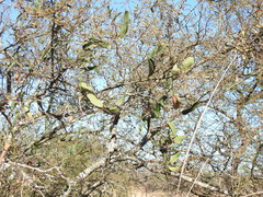 Araujia angustifolia