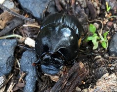 Onthophagus
