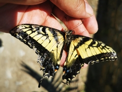 Papilio alexiares garcia