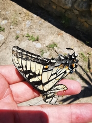 Papilio alexiares garcia