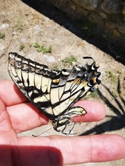 Papilio alexiares garcia