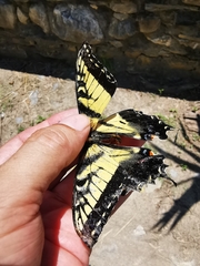 Papilio alexiares garcia