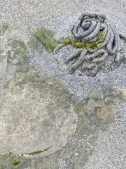 Abarenicola pacifica