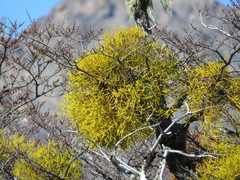 Misodendrum punctulatum