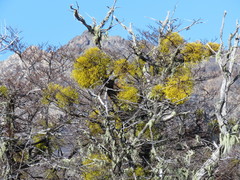 Misodendrum punctulatum