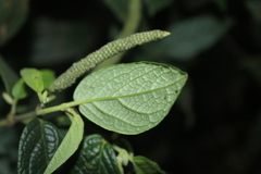 Piper artanthe