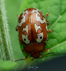 Calligrapha aladina