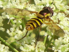 Epistrophella emarginata