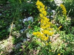 Solidago pringlei