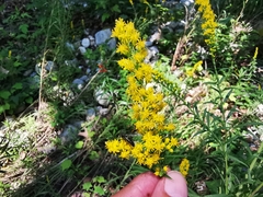 Solidago pringlei