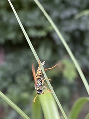 Polistes dominula