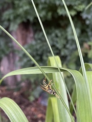 Polistes dominula