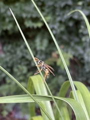 Polistes dominula