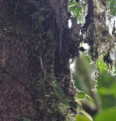 Anolis aequatorialis