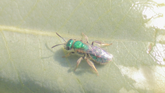 Callistochlora chloris